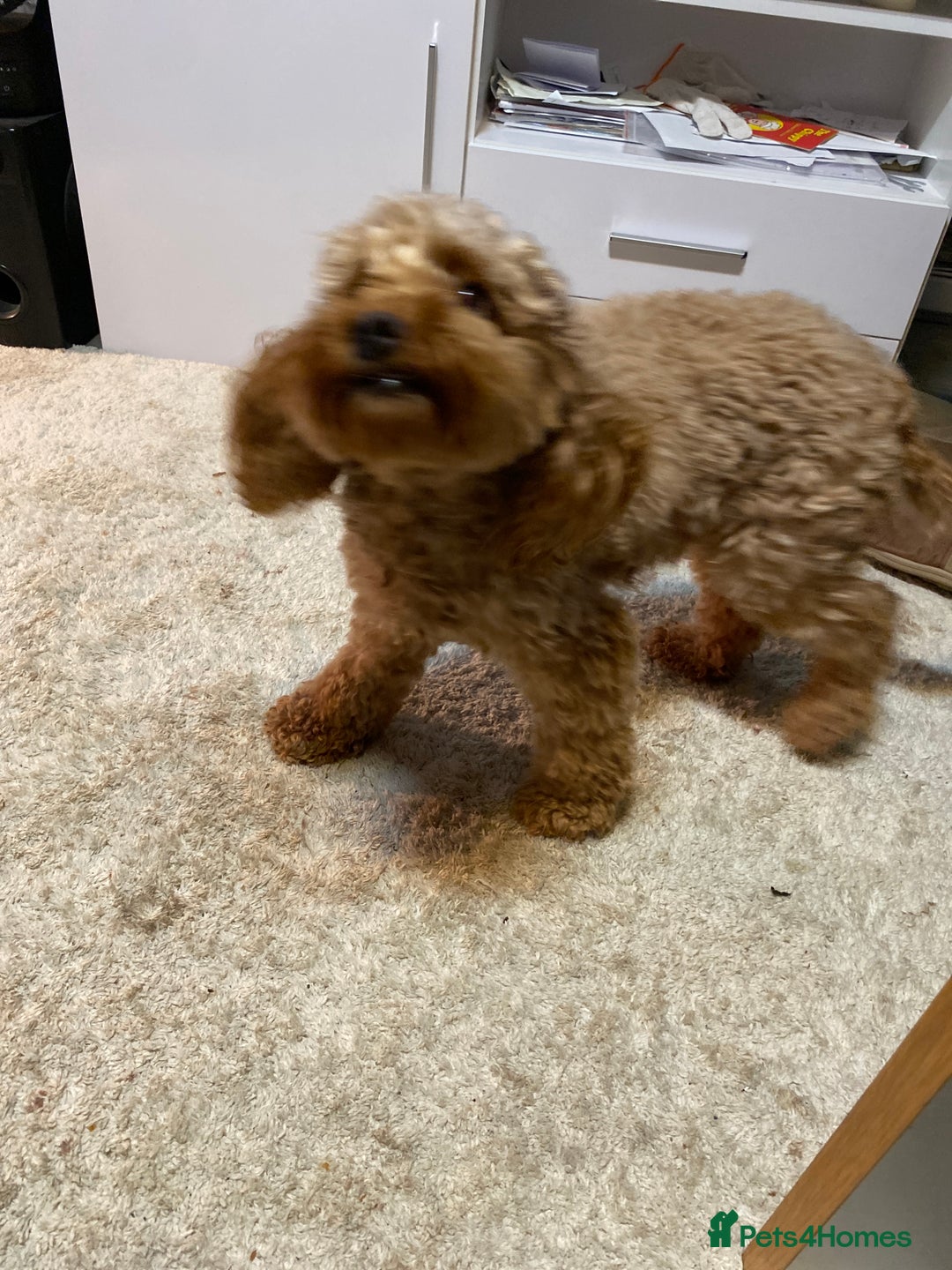 Cockapoo dogs for sale: 🐾 FLUFFY COCKAPOO PUPPIES  - Advert 1