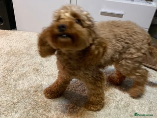 Cockapoo dogs 🐾 FLUFFY COCKAPOO PUPPIES - Advert 1