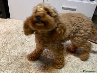 Cockapoo dogs 🐾 FLUFFY COCKAPOO PUPPIES new pictures added - Advert 2