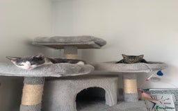 Domestic Shorthair cats for sale: Beautiful kittens ready to go 🐈‍⬛ - Image 12