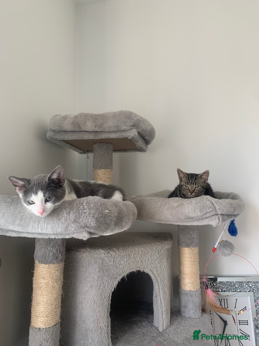 Domestic Shorthair cats for sale: Beautiful kittens ready to go 🐈‍⬛ - Image 12
