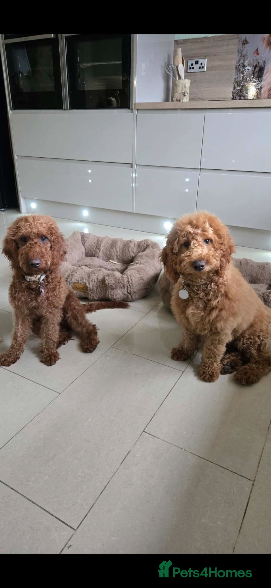 Goldendoodle dogs Honey and Meg  - Advert 1