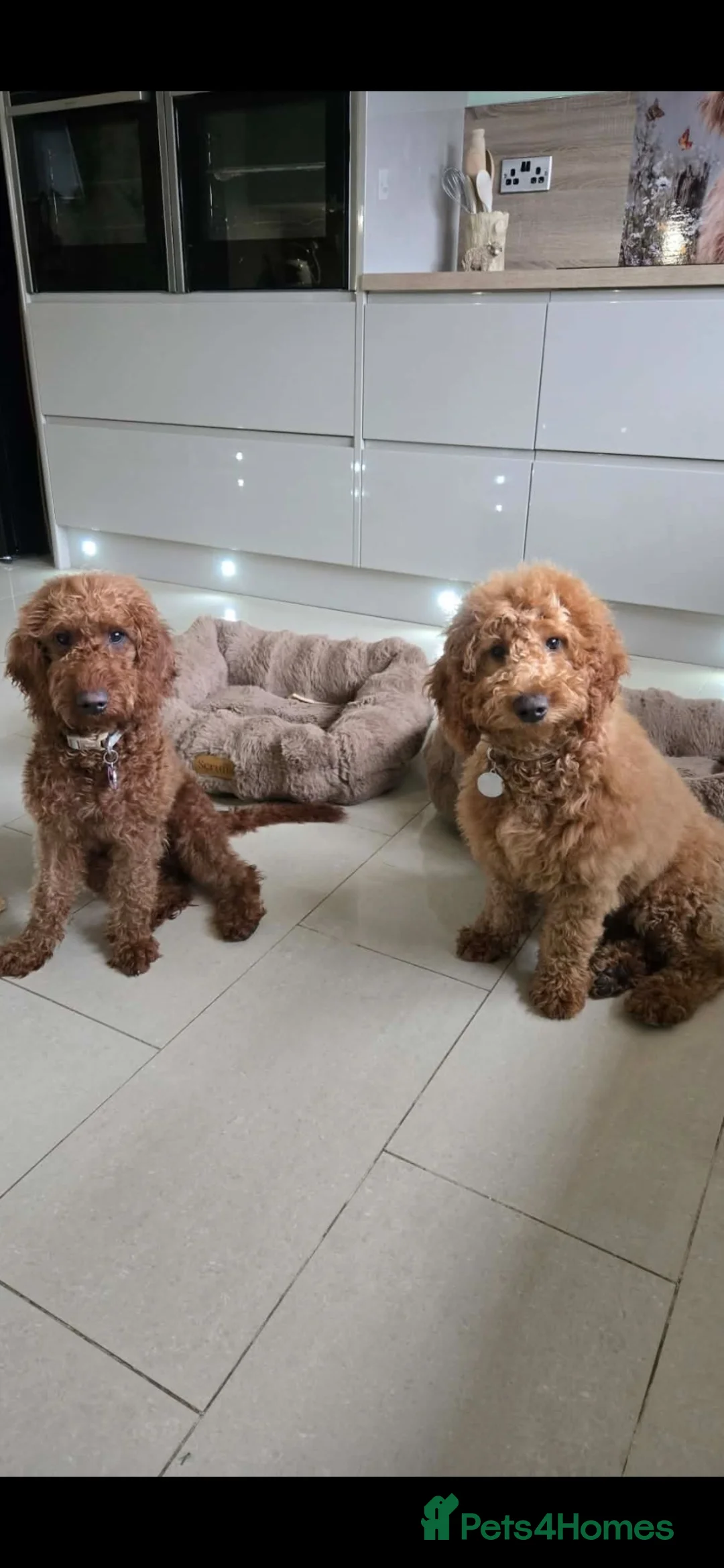 Goldendoodle dogs for sale: Honey and Meg  - Advert 1