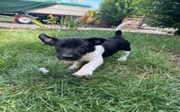 Jack Russell dogs for sale: 5 Available: Jack Russell Puppies. 2 Girls, 3 Boys - Image 36