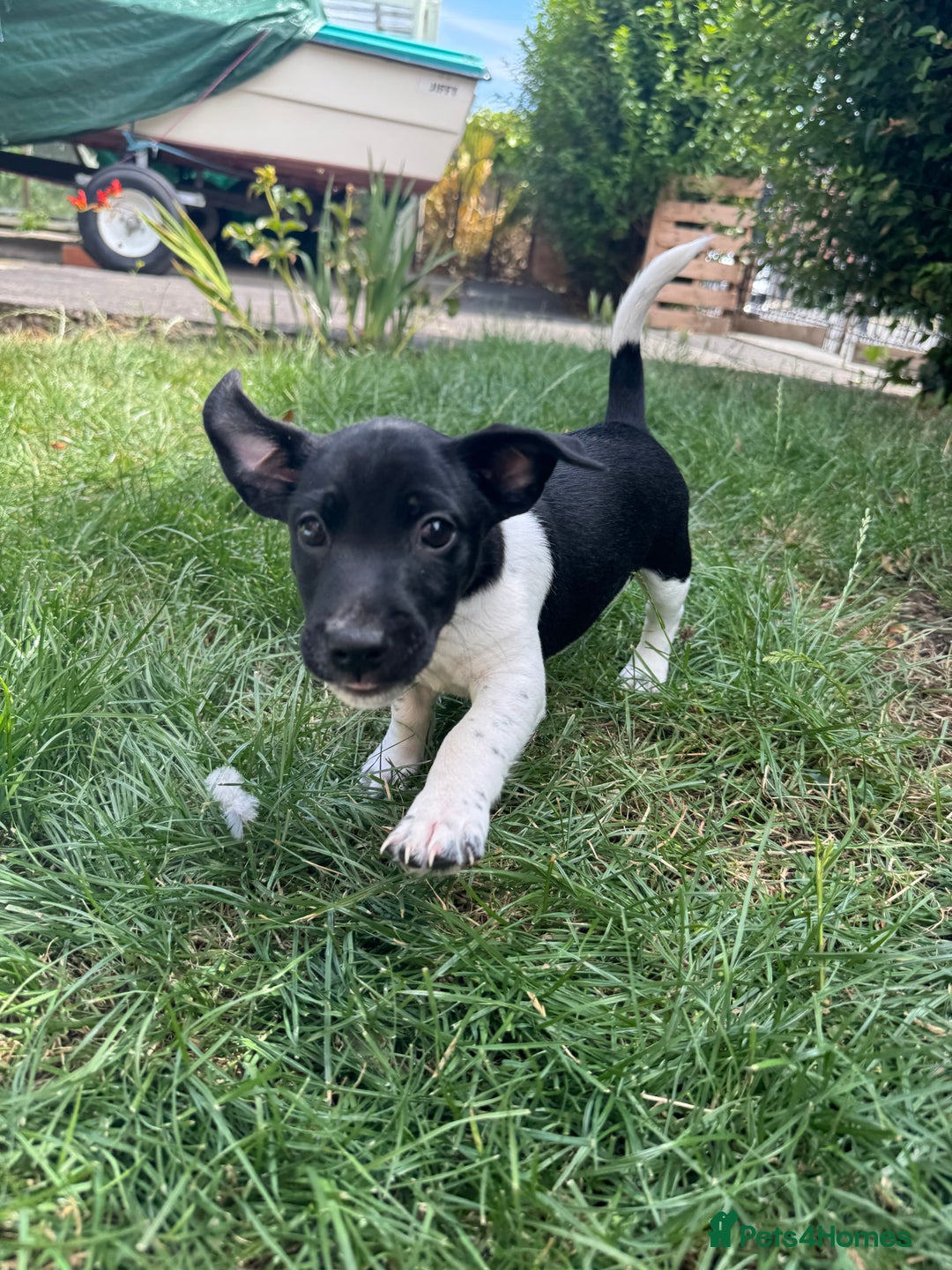Jack Russell dogs for sale: 5 Available: Jack Russell Puppies. 2 Girls, 3 Boys - Image 36