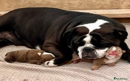 English Bulldog dogs for sale: Two gorgeous KC registered bulldog puppies - Image 4