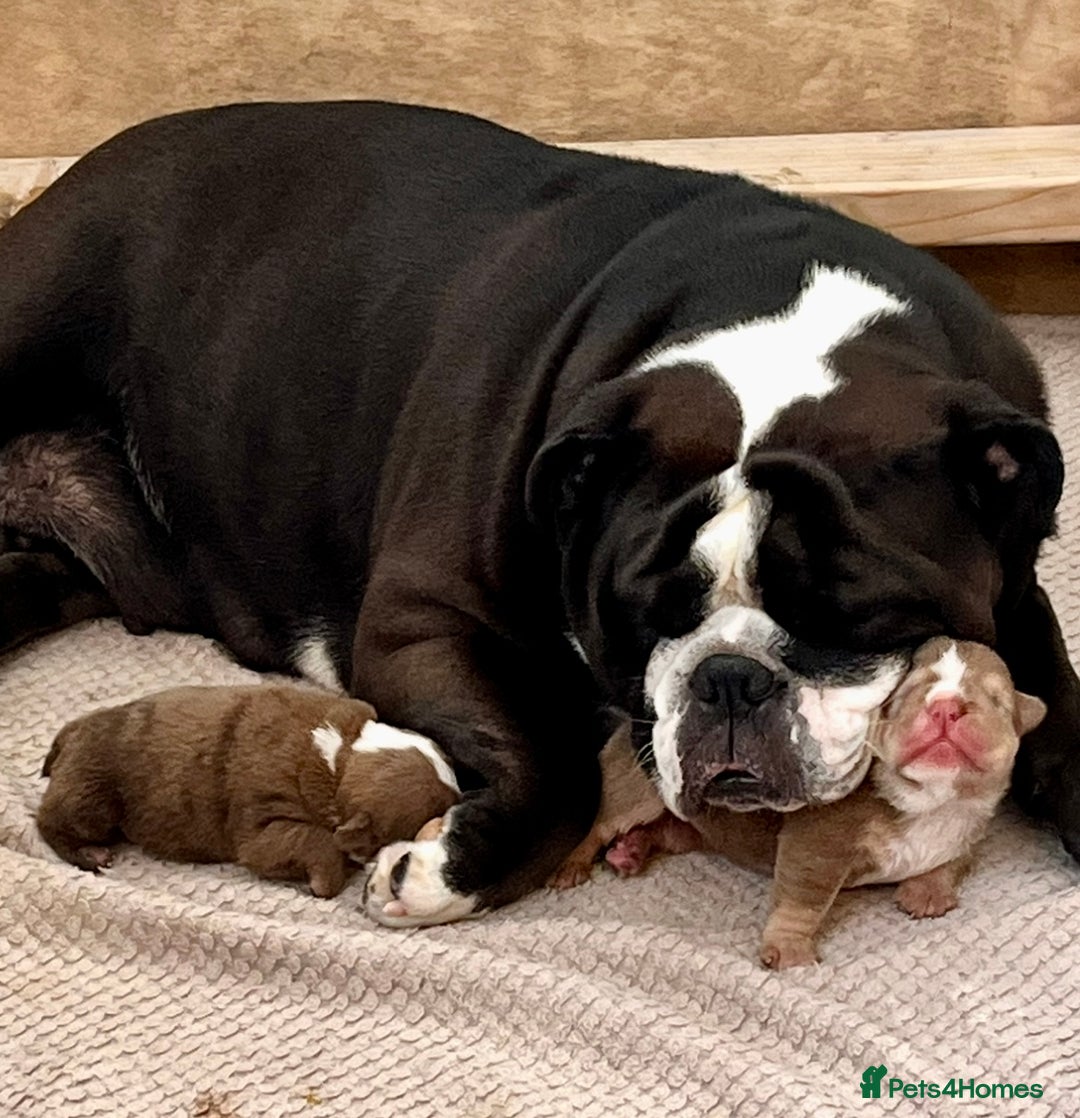 English Bulldog dogs for sale: Two gorgeous KC registered bulldog puppies - Image 4