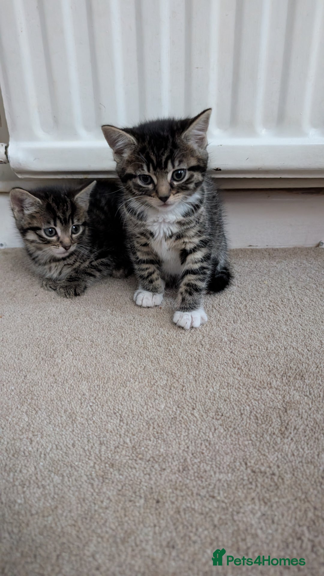 Mixed Breed cats for sale: 2 female kittens available  - Advert 3