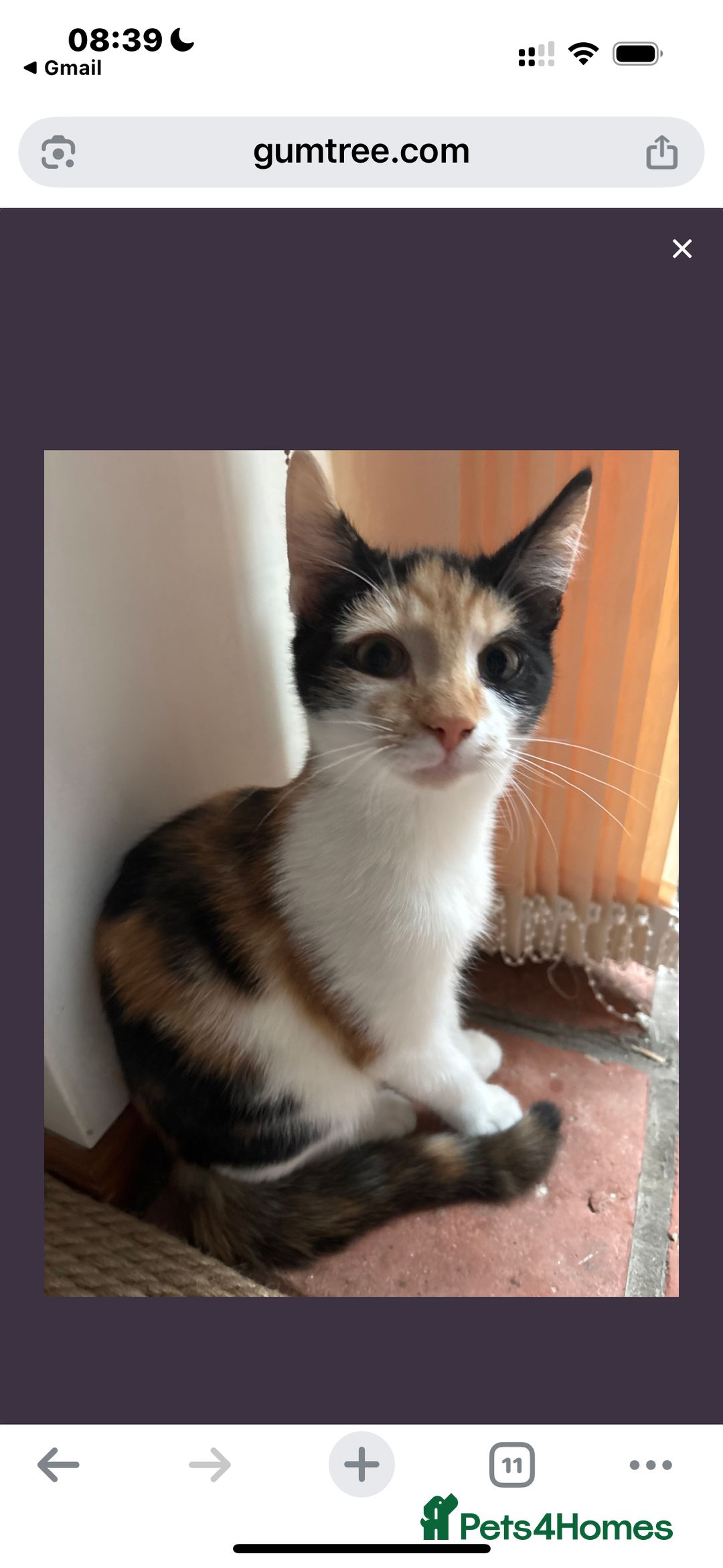 Mixed Breed cats for sale: Mixed Maine Coon & Randall Mix - Advert 3