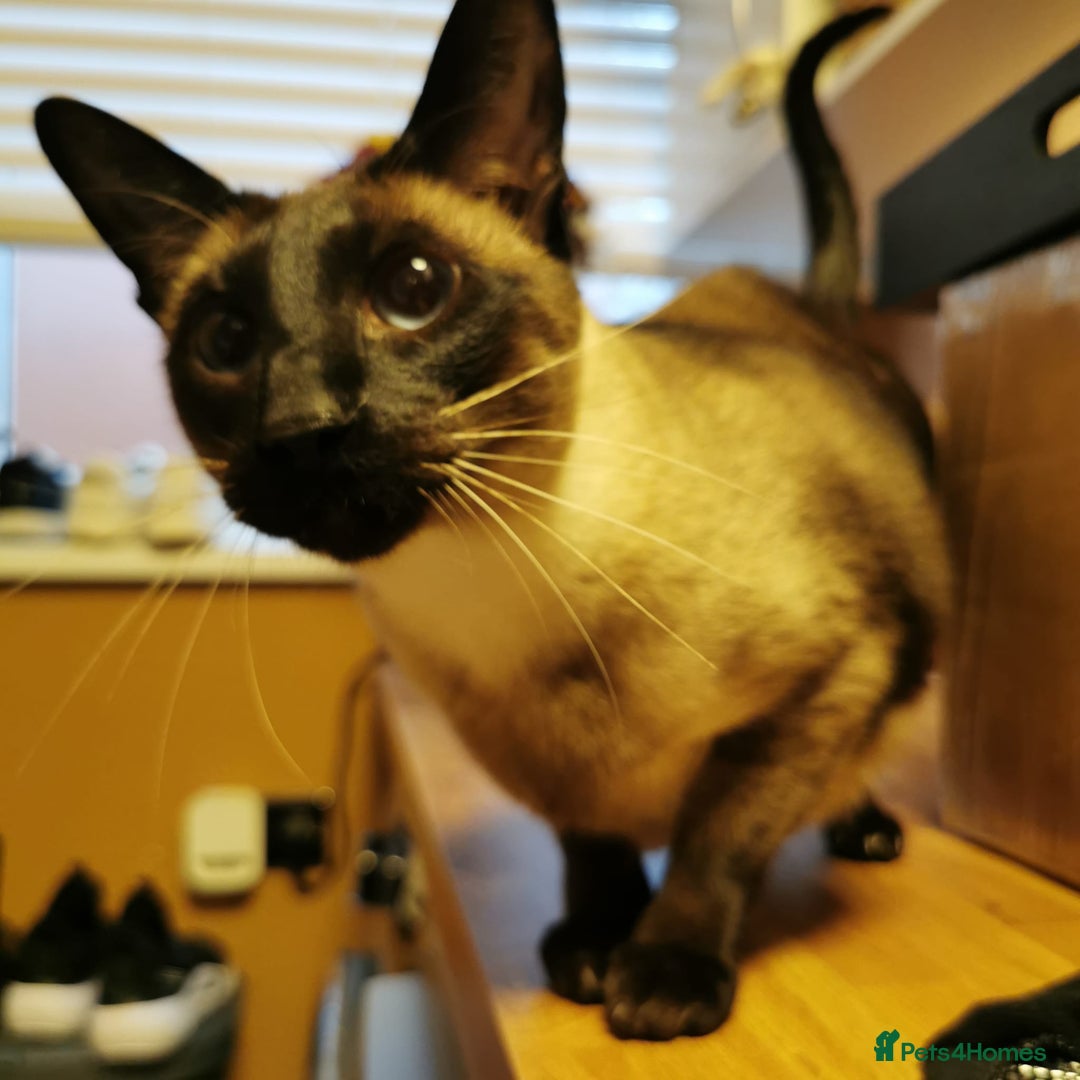 Siamese cats for sale: ❤️LOVING HOME WANTED FOR SIAMESE RUBY❤️ - Advert 5