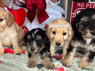 Cockapoo dogs F1 Cockapoo Puppies - Advert 12