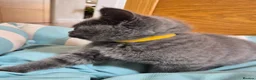 British Shorthair cats for sale:  🐾🎀 BSH 🎀🐾 GCCF/Fully vaccinated - Advert 26