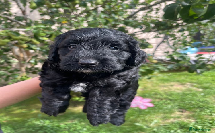 Cockapoo dogs - Advert 4