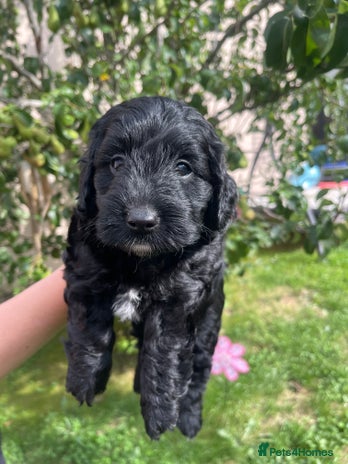 Cockapoo dogs - Advert 5