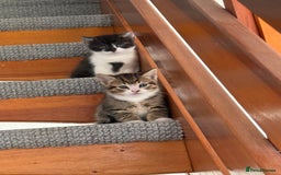 British Shorthair cats for sale: Beautiful half BSH Kittens  - Image 11