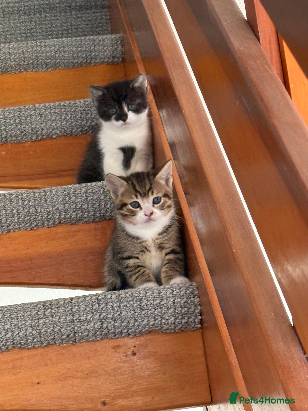 British Shorthair cats for sale: Beautiful half BSH Kittens  - Image 11