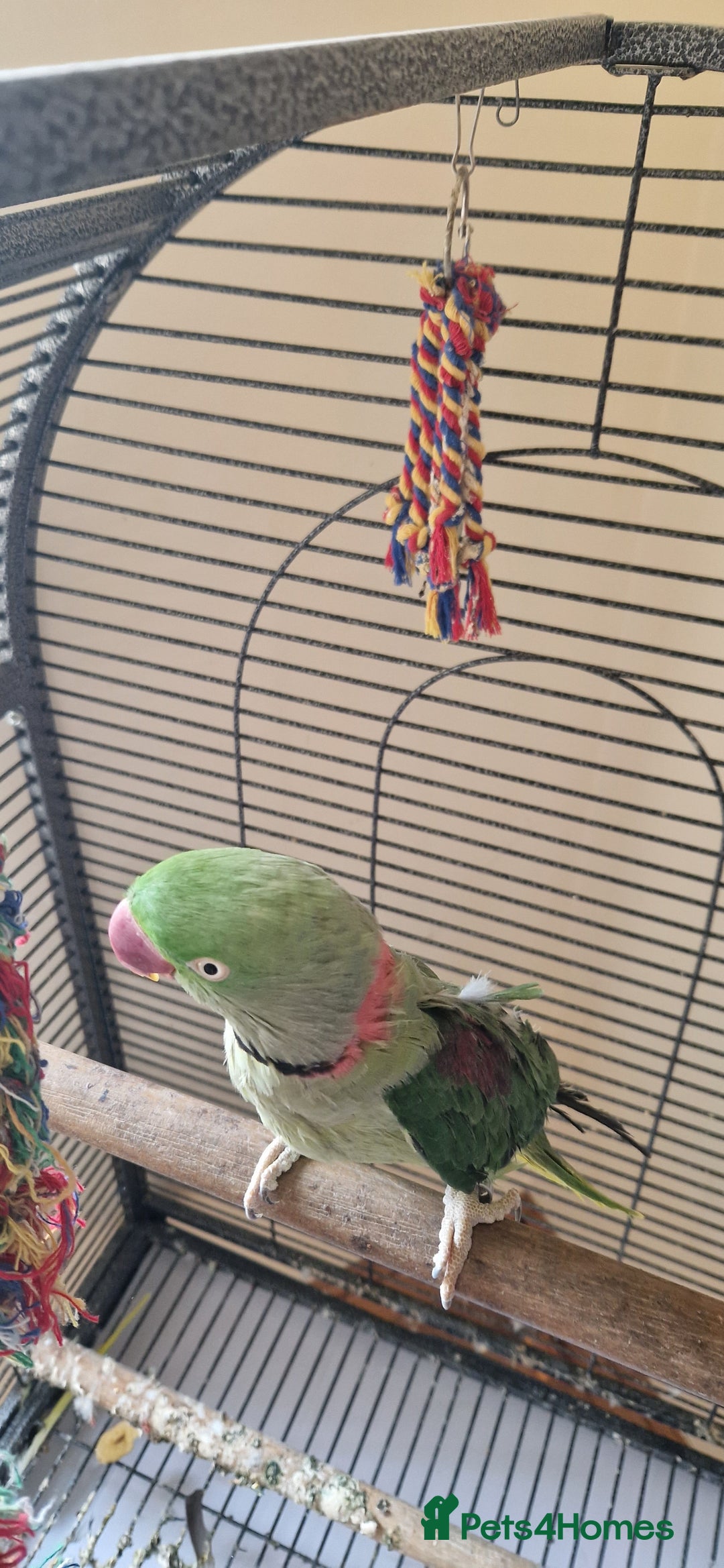 Parrots birds for sale: Billy the Alexandrine Parrot - Image 3