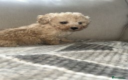Toy Poodle dogs for sale: Adorable KC Toy Poodle Puppies ❤️🐾  - Image 8