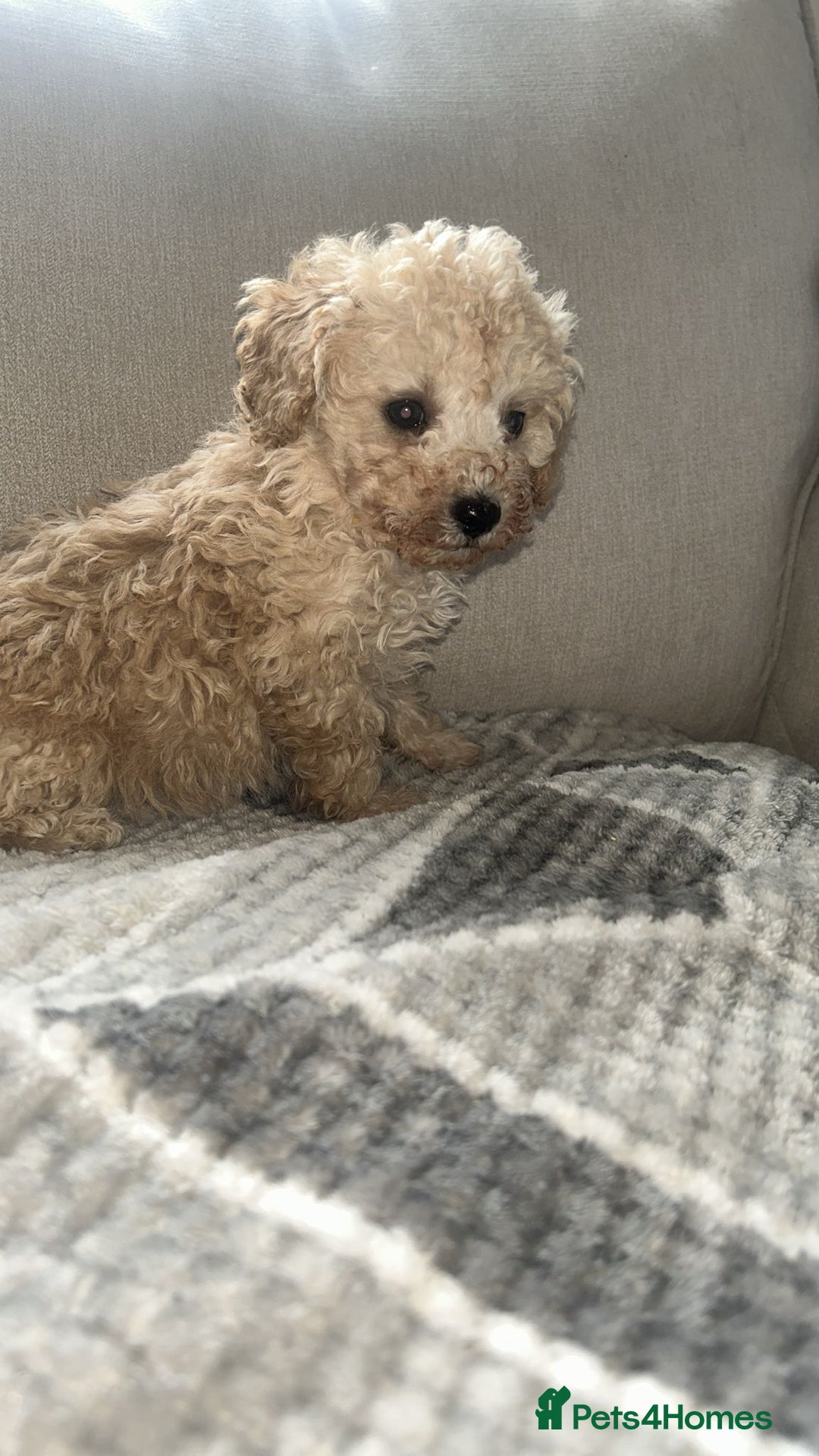 Toy Poodle dogs for sale: Adorable KC Toy Poodle Puppies ❤️🐾  - Image 8