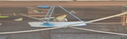 Mixed Breed birds for sale: Birds  - Advert 24