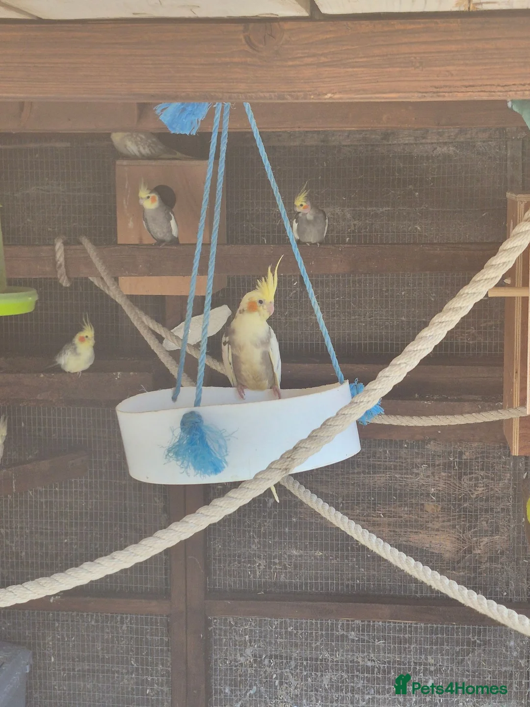 Mixed Breed birds for sale: Birds  - Advert 24