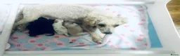 Toy Poodle dogs for sale: KC Toy Poodles gorgeous litter of 4 - Advert 6