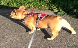 French Bulldog dogs for sale: French bulldog girl - Advert 2