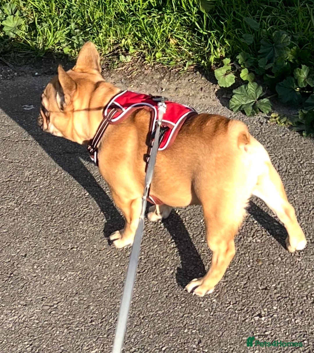 French Bulldog dogs for sale: French bulldog girl - Advert 2