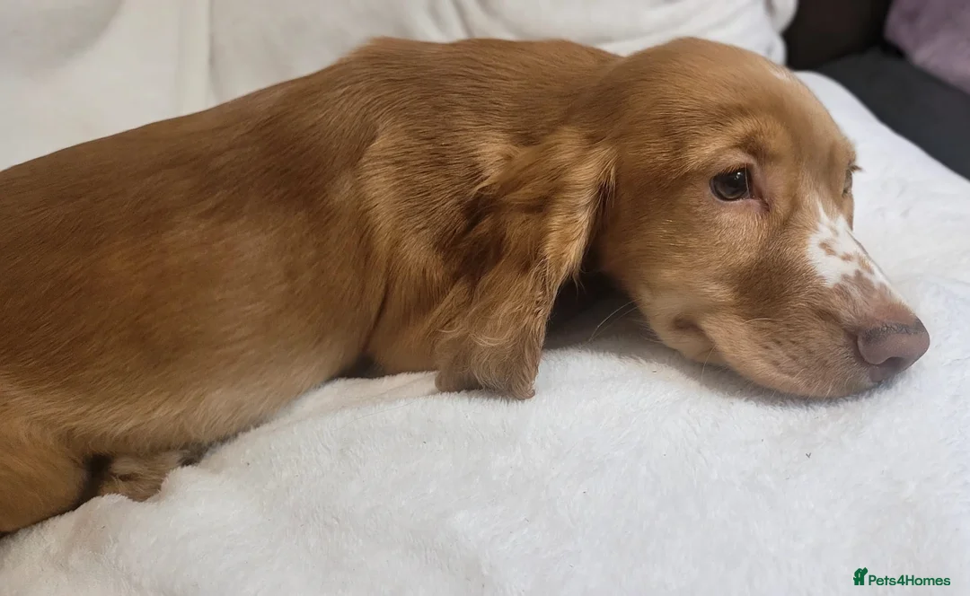 Cocker Spaniel dogs for sale: cocker spaniel puppies in Dover - Advert 4