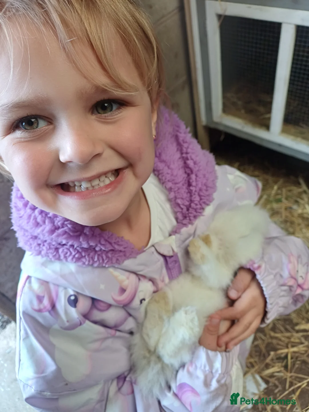 Lionhead rabbits for sale: White & blue lionhead  - Advert 1