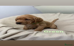 Labrador Retriever dogs for sale: Ready to leave! Beautiful KC Fox Red Labrador Girl - Image 19