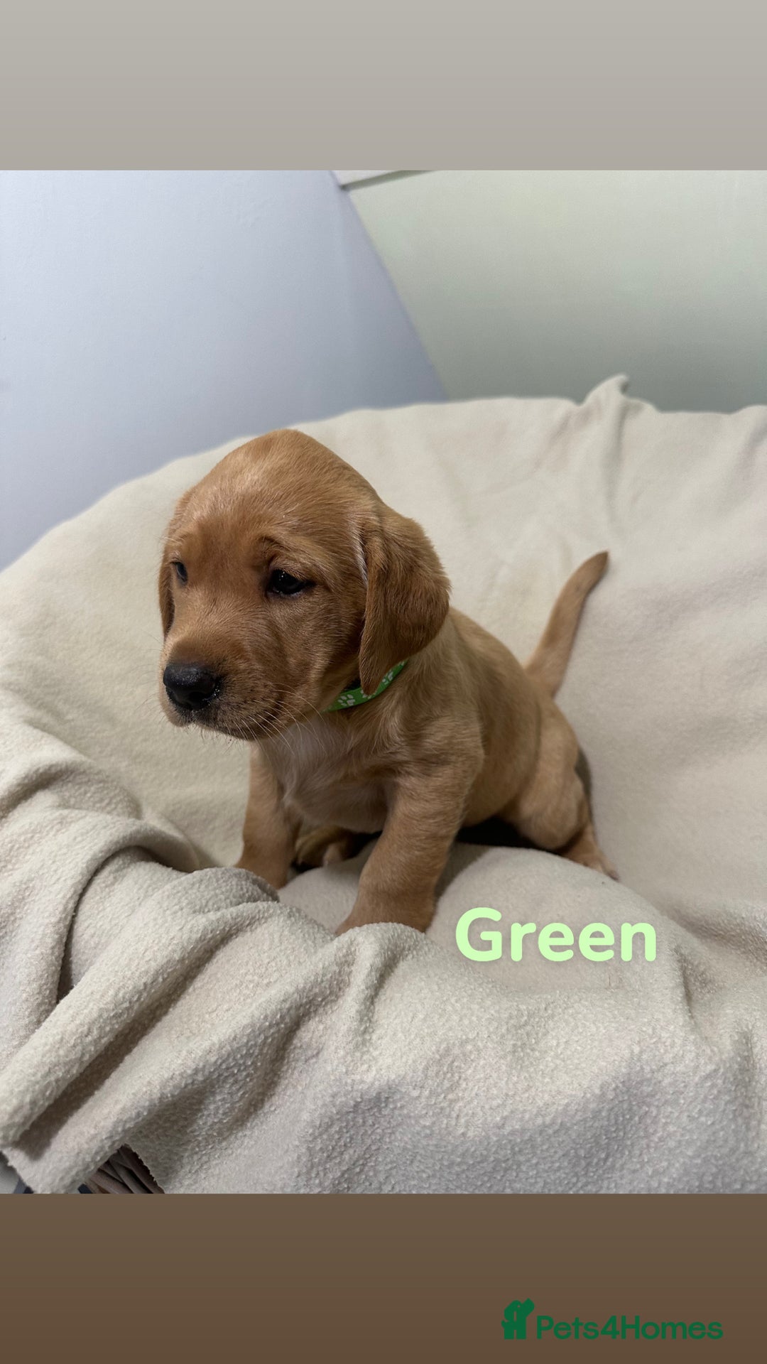 Labrador Retriever dogs for sale: Ready to leave! Beautiful KC Fox Red Labrador Girl - Image 19