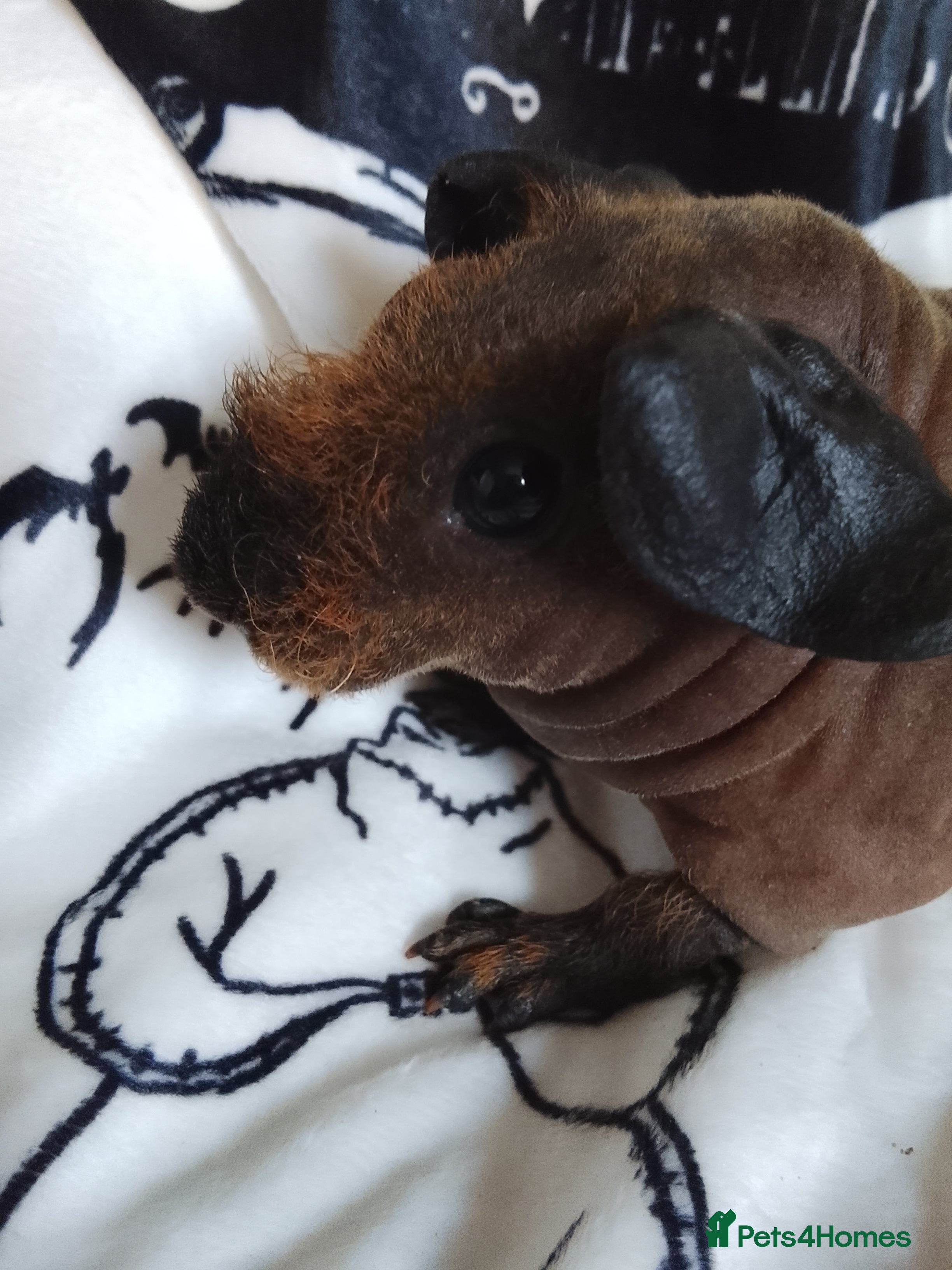 Guinea Pig rodents Cali marked skinny boar  - Advert 3