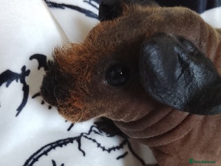 Guinea Pig rodents Cali marked skinny boar - Advert 1