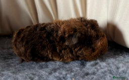 Guinea Pig rodents for sale: Texel guinea pig babies  - Image 4