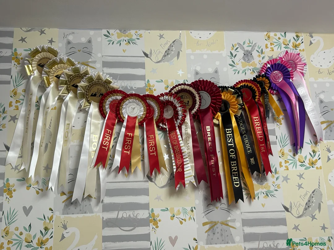 British Shorthair cats for sale: Gccf British Blue kittens  - Advert 2