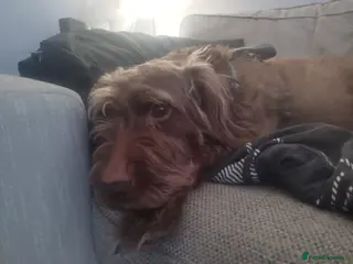 Mixed Breed dogs Dobby The Dog - Advert 2