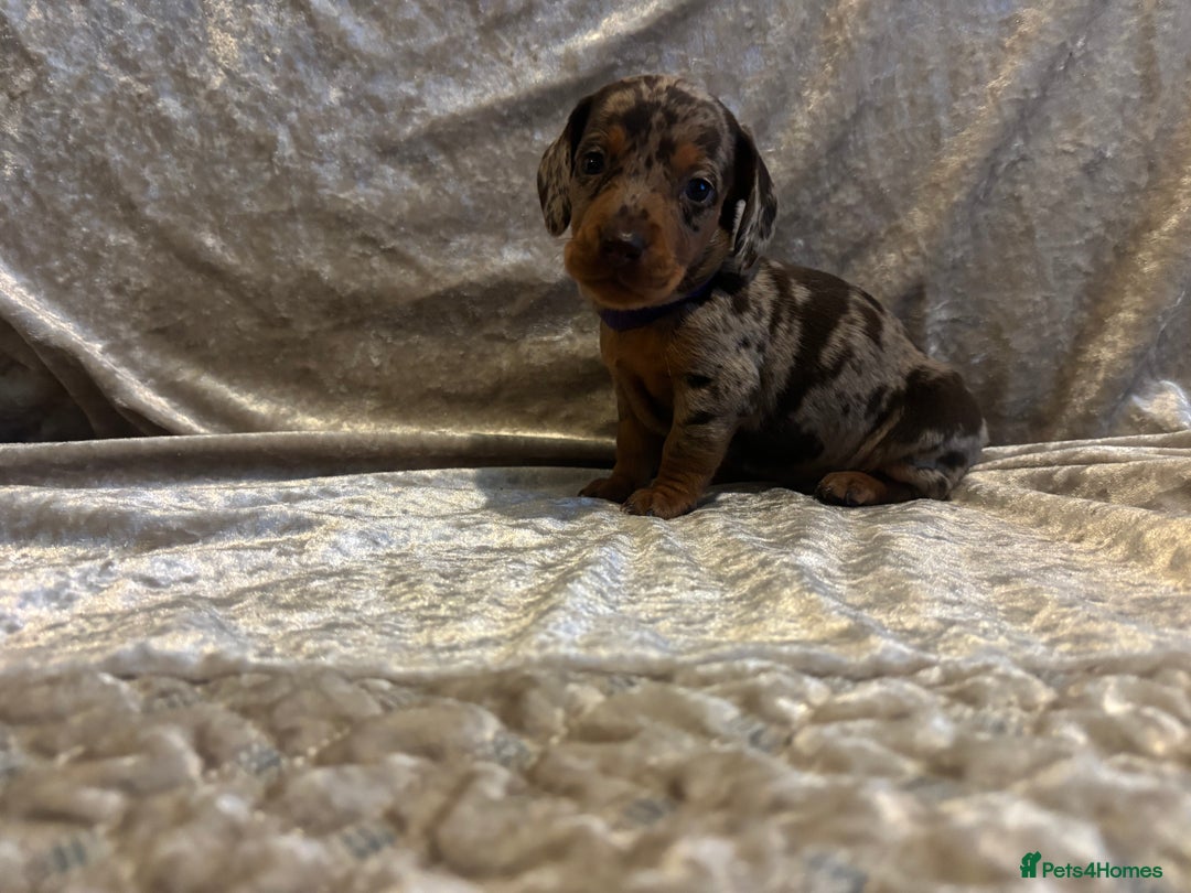 Miniature Dachshund dogs for sale: Mini Dachshund Available - Advert 5