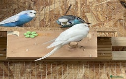 Budgerigars birds for sale: Budgerigars - Image 1