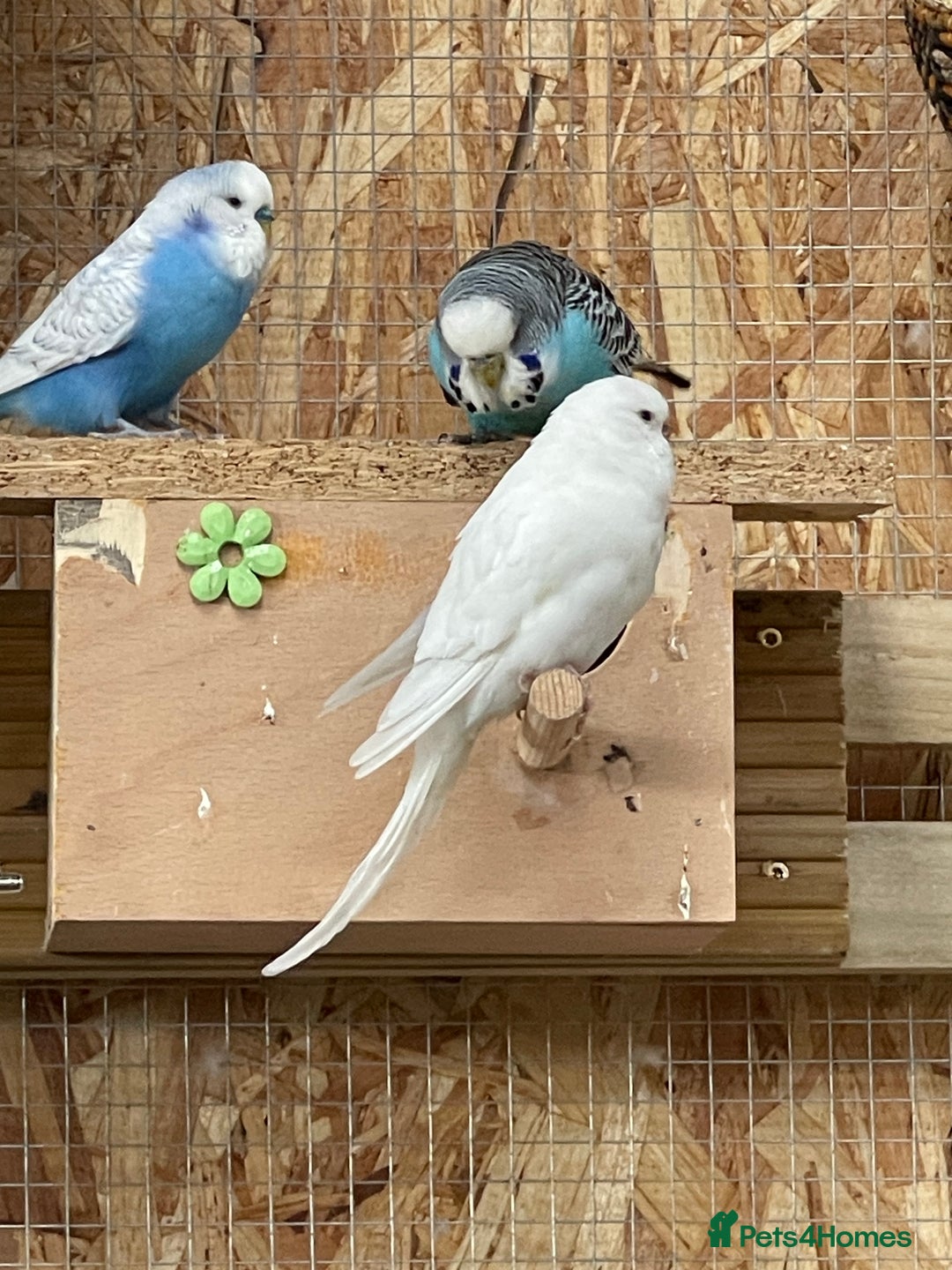 Budgerigars birds for sale: Budgerigars - Image 1