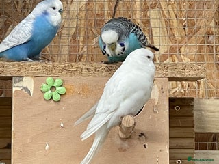 Budgerigars birds - Advert 8