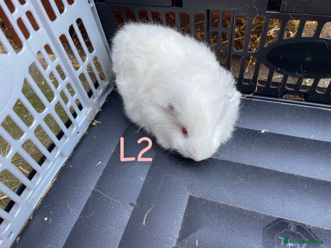 Guinea Pig rodents for sale: Baby guinea pigs for sale, various breeds - Image 4