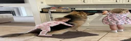 German Shepherd dogs for sale: Stunning Gsd males available!  - Advert 4