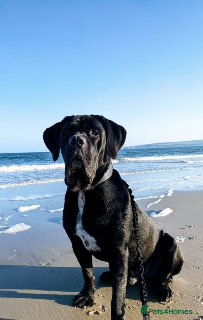 Cane Corso dogs Huge cane corso stud ABKC and FCI registered  - Advert 2