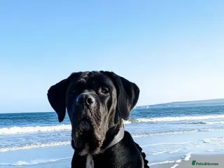 Cane Corso dogs Huge cane corso stud ABKC and FCI registered - Advert 12