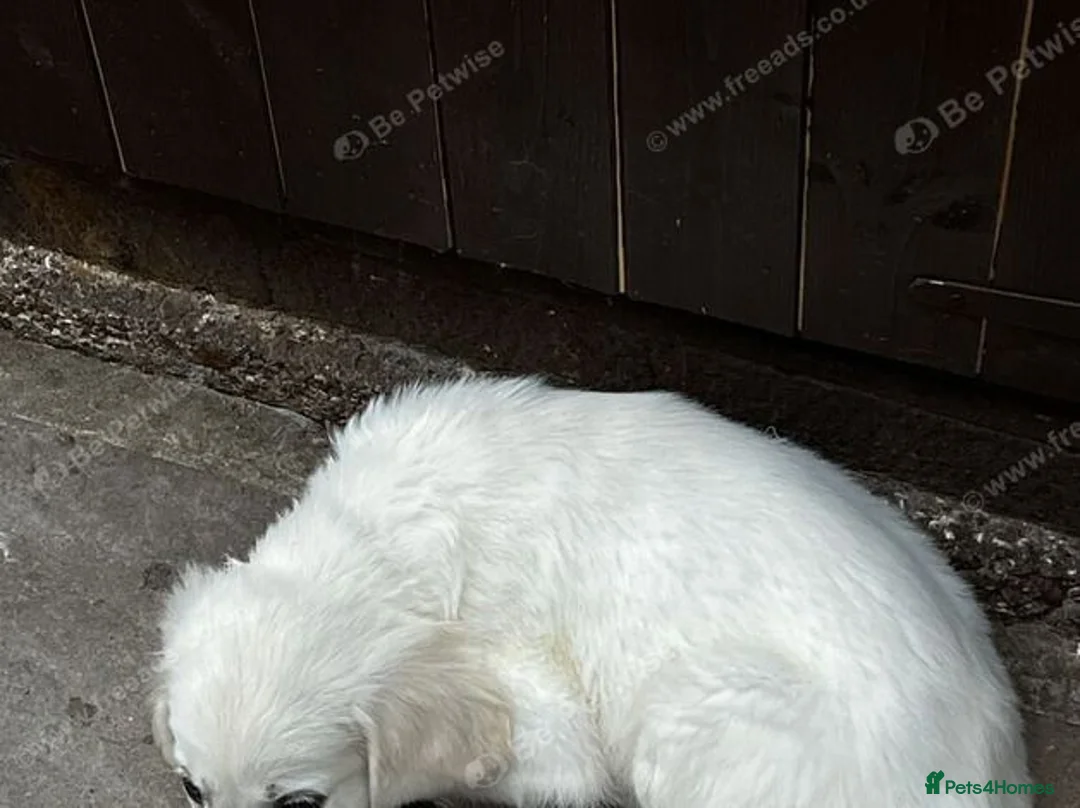 Golden Retriever dogs for sale: 6 golden retriever puppies ready for a new home - Advert 2