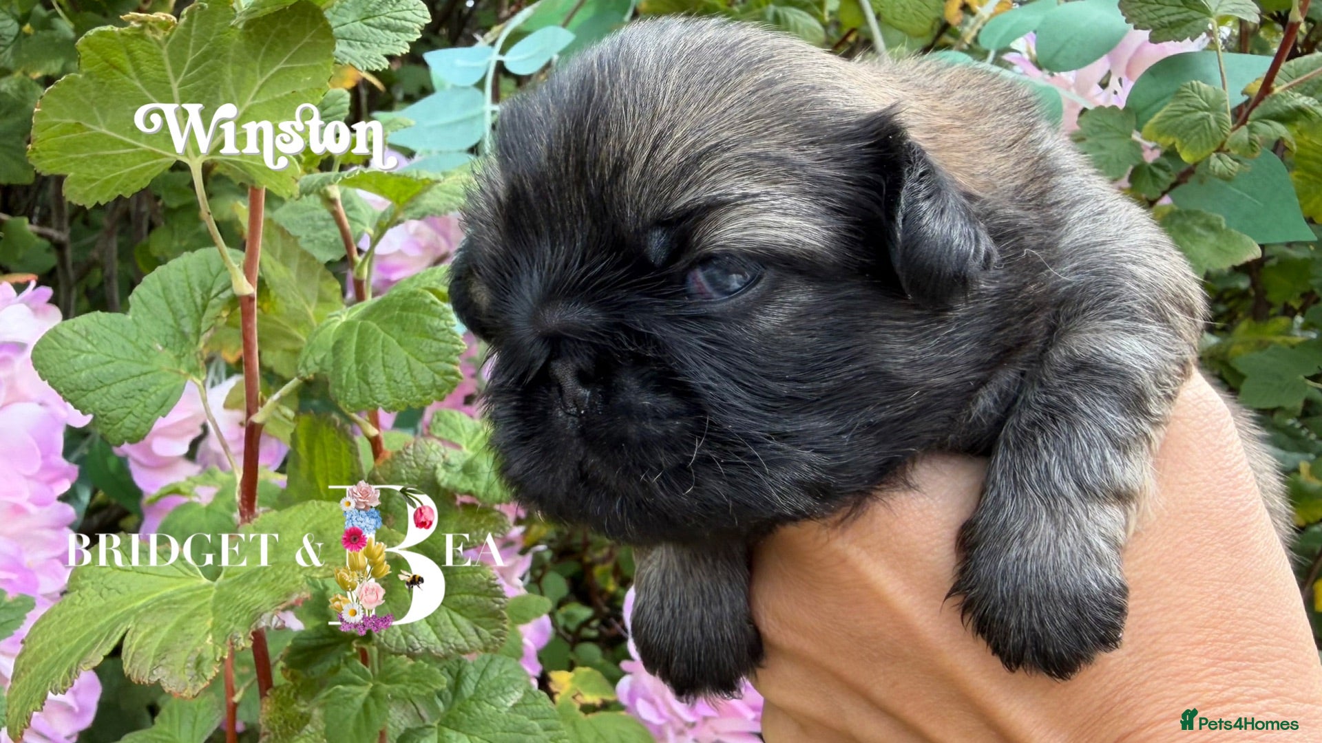 Pekingese dogs 💙 Two fawn boys available 💙 - Advert 4