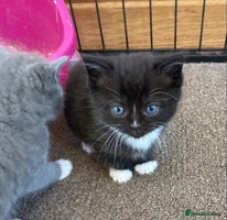 Exotic cats Exotic cross kittens - Advert 6