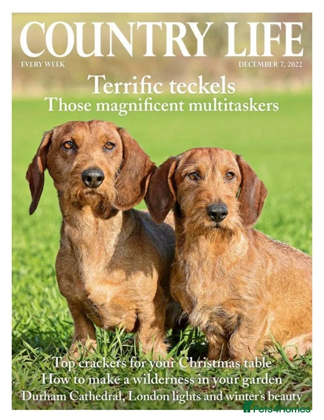 Dachshund dogs for stud: Belgium Import Working Teckel KC Champion Lines in Brough - Advert 2