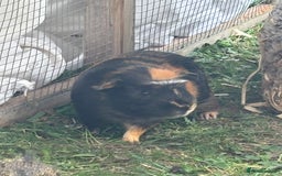Guinea Pig rodents for sale: A pair of bonded male guinea pigs  - Image 3